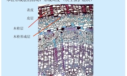 胃必治主治什么网—知名的胃必治图片网站,分享胃必治主治什么病知识